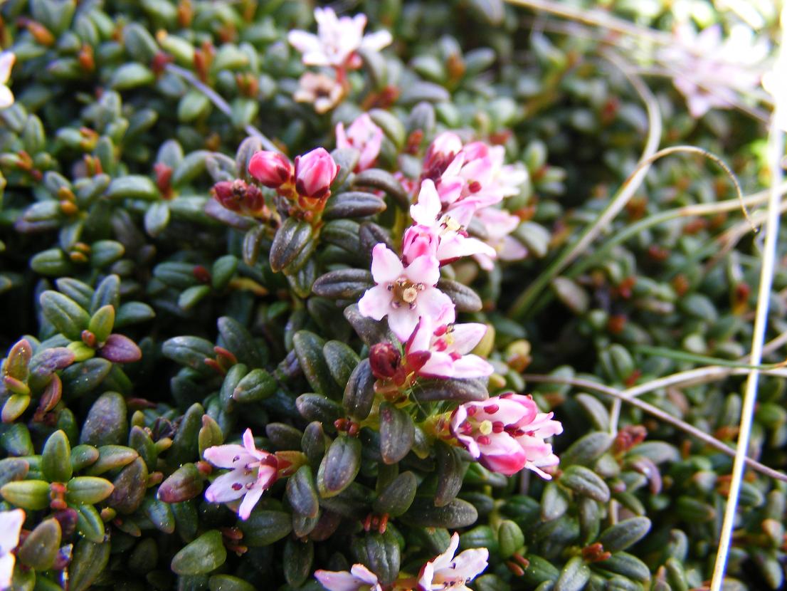I fiori del vento:Kalmia procumbens (=Loiseleuria procumbens)